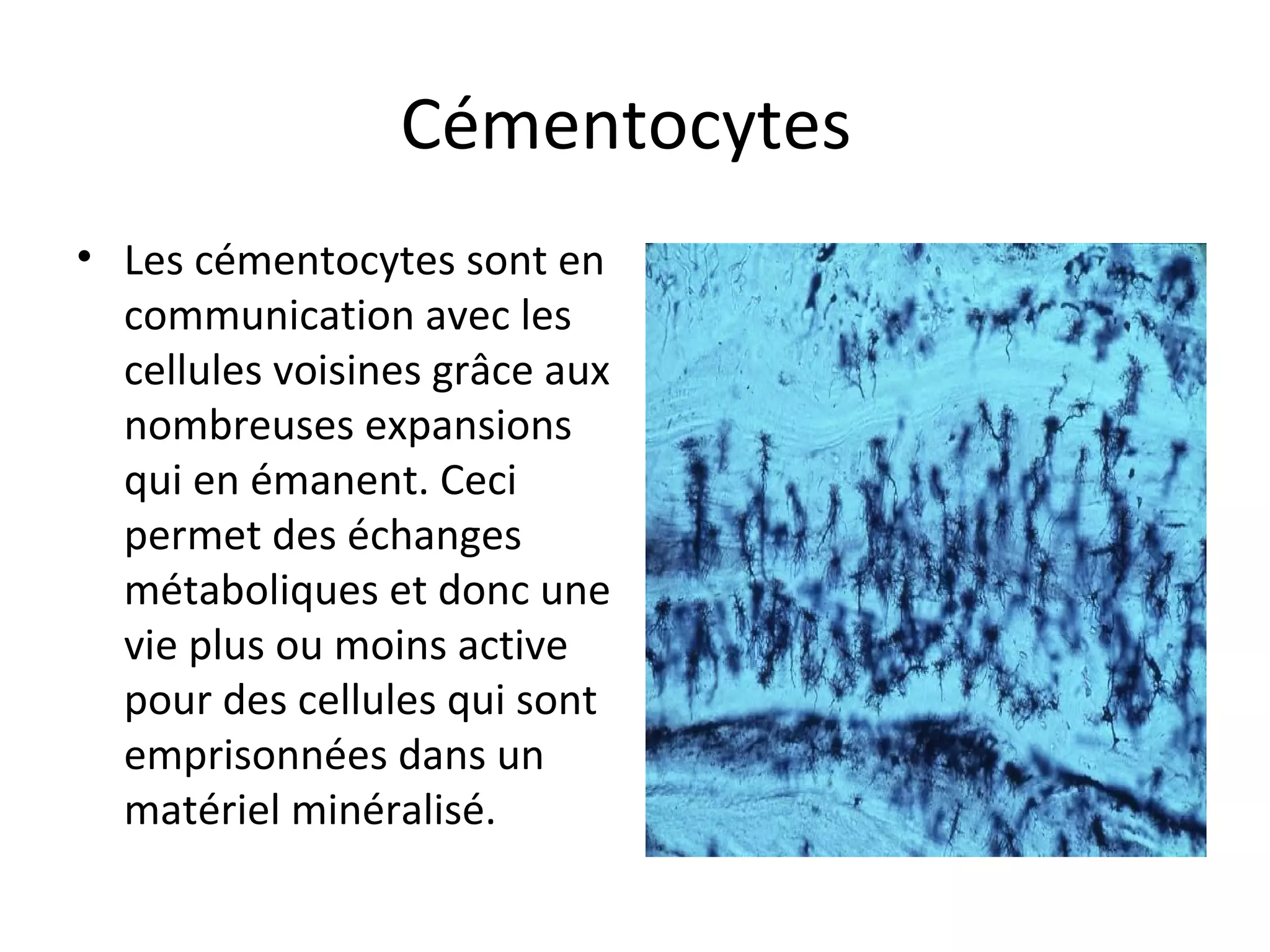 Cémentocytes
• Les cémentocytes sont en
communication avec les
cellules voisines grâce aux
nombreuses expansions
qui en émanent. Ceci
permet des échanges
métaboliques et donc une
vie plus ou moins active
pour des cellules qui sont
emprisonnées dans un
matériel minéralisé.
 
