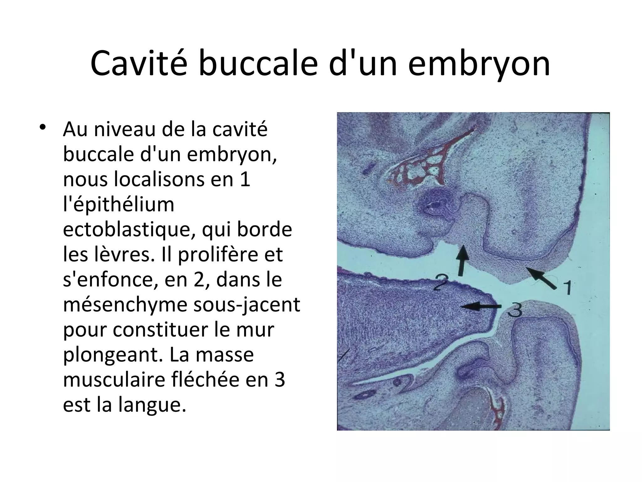 Cavité buccale d'un embryon
• Au niveau de la cavité
buccale d'un embryon,
nous localisons en 1
l'épithélium
ectoblastique, qui borde
les lèvres. Il prolifère et
s'enfonce, en 2, dans le
mésenchyme sous-jacent
pour constituer le mur
plongeant. La masse
musculaire fléchée en 3
est la langue.
 