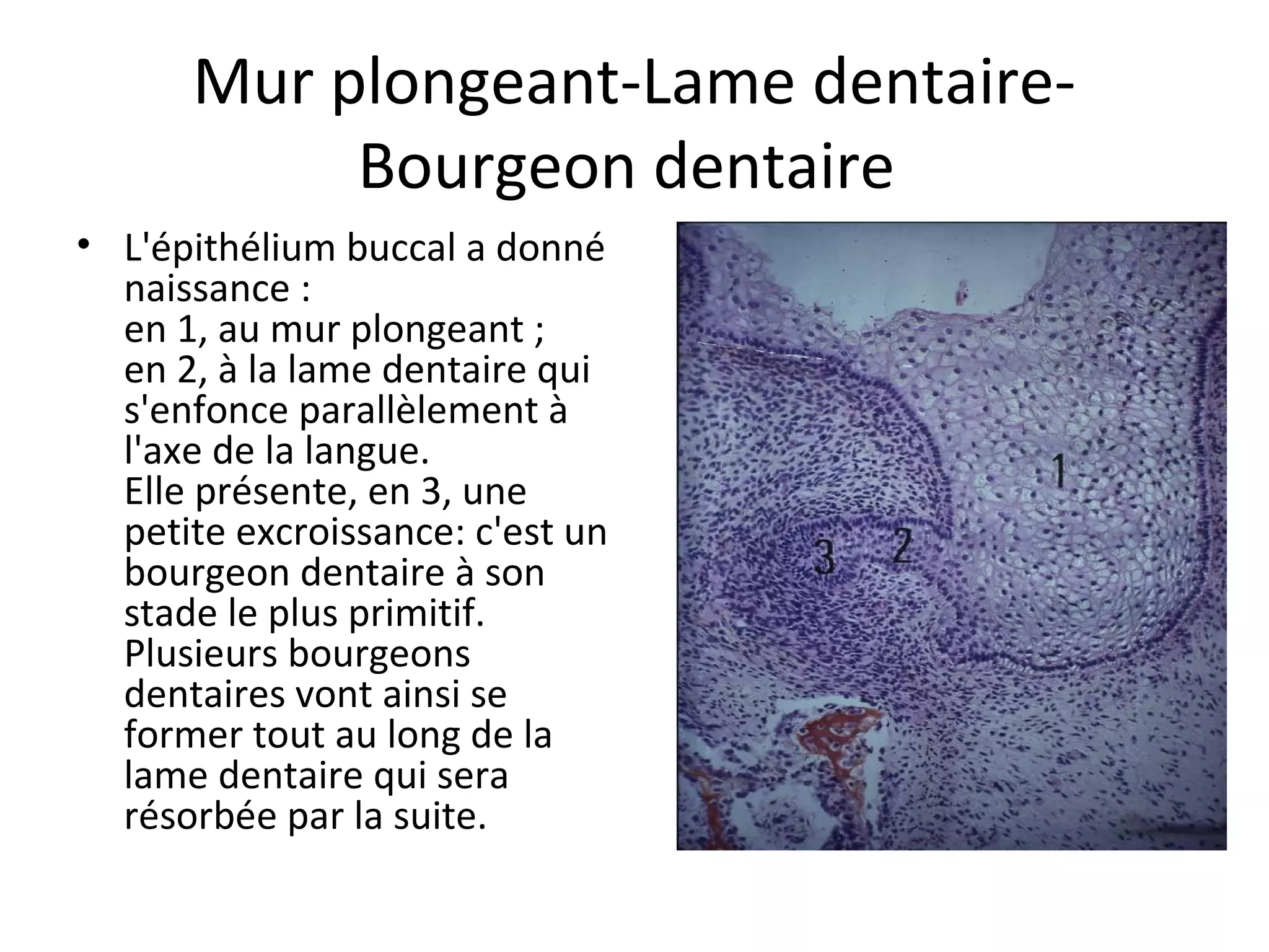 Mur plongeant-Lame dentaire-
Bourgeon dentaire
• L'épithélium buccal a donné
naissance :
en 1, au mur plongeant ;
en 2, à la lame dentaire qui
s'enfonce parallèlement à
l'axe de la langue.
Elle présente, en 3, une
petite excroissance: c'est un
bourgeon dentaire à son
stade le plus primitif.
Plusieurs bourgeons
dentaires vont ainsi se
former tout au long de la
lame dentaire qui sera
résorbée par la suite.
 