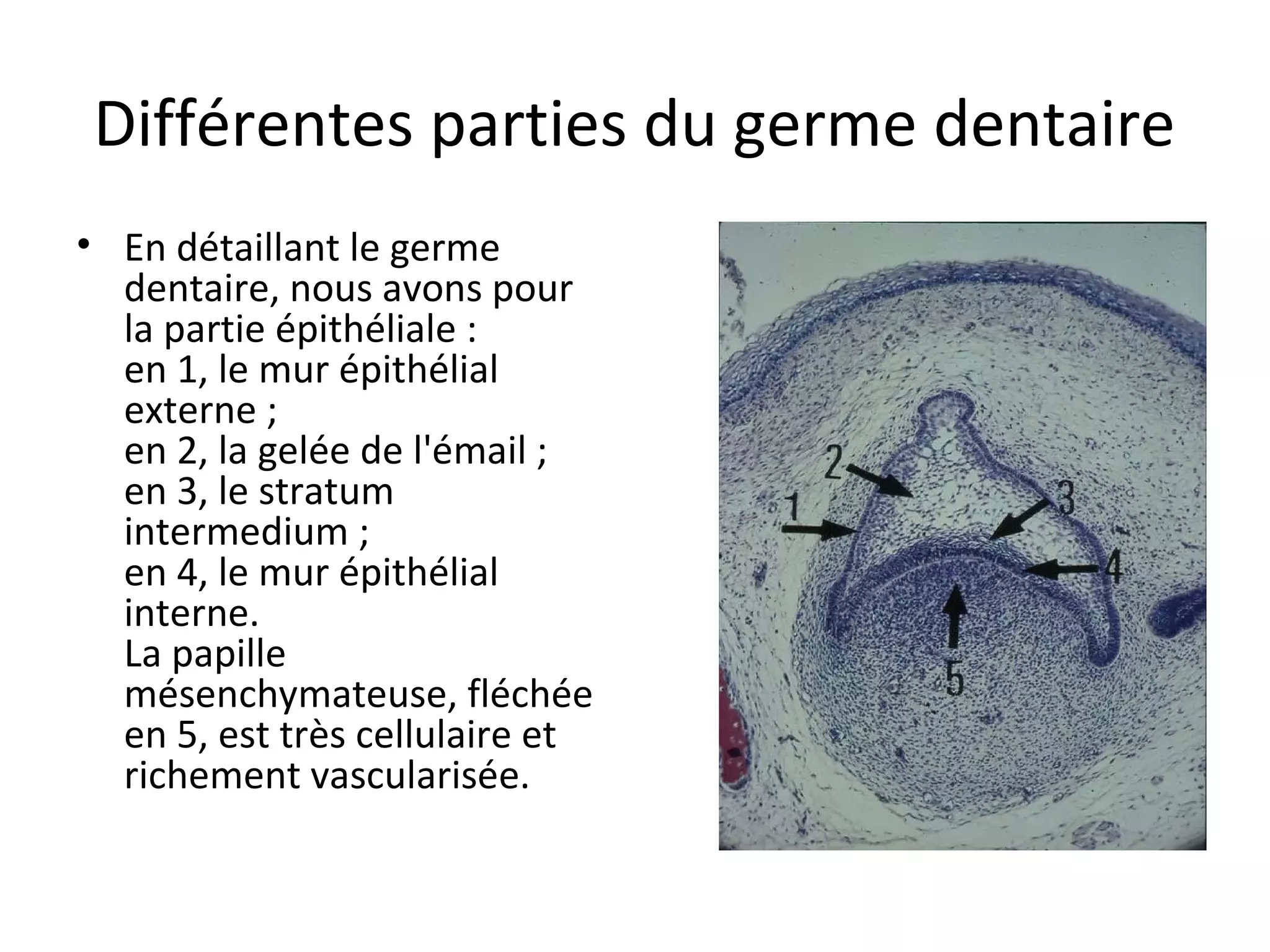 Différentes parties du germe dentaire
• En détaillant le germe 
dentaire, nous avons pour 
la partie épithéliale : 
en 1, le mur épithélial 
externe ;
en 2, la gelée de l'émail ;
en 3, le stratum 
intermedium ;
en 4, le mur épithélial 
interne. 
La papille 
mésenchymateuse, fléchée 
en 5, est très cellulaire et 
richement vascularisée. 
 