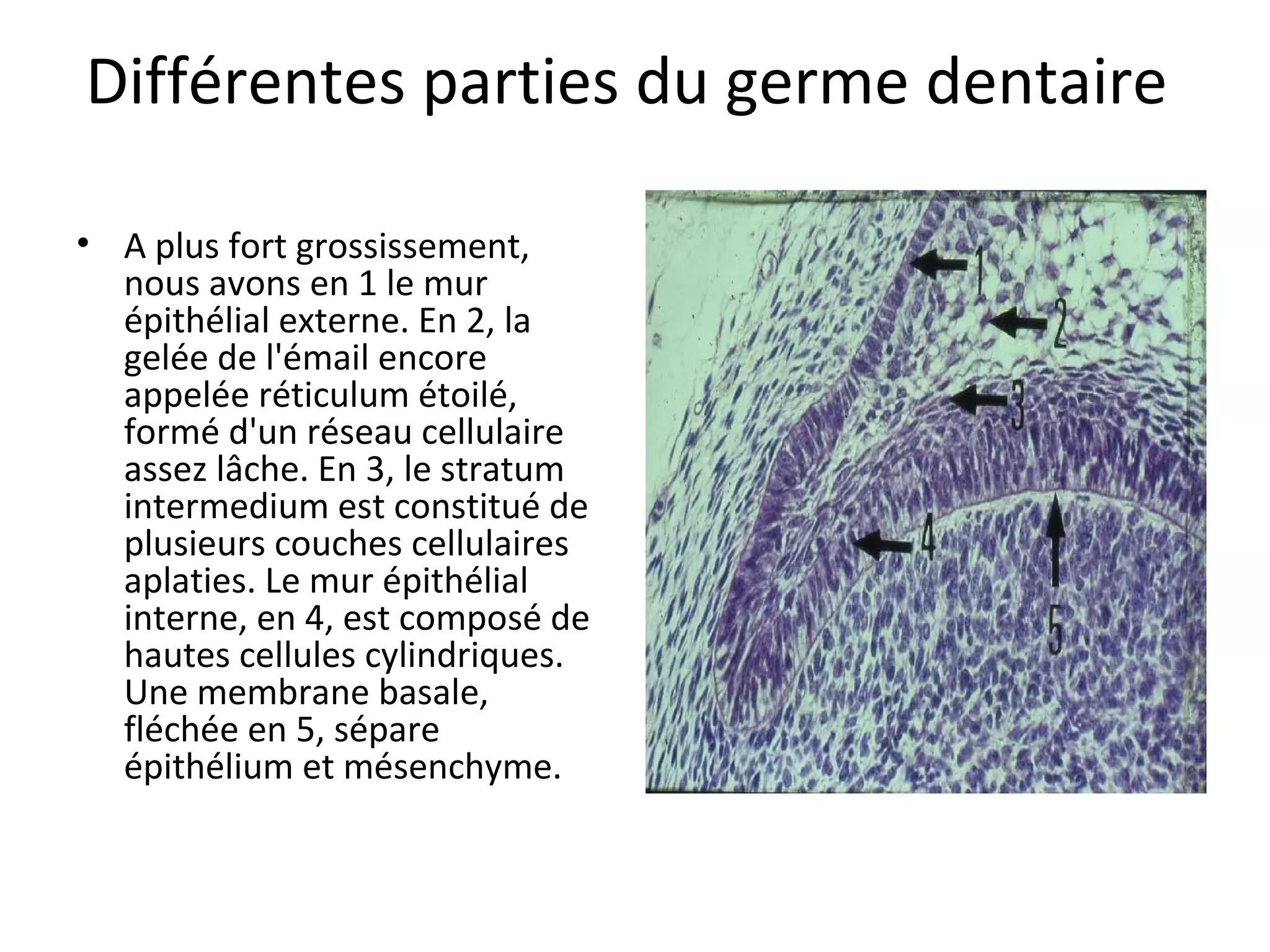 Différentes parties du germe dentaire 
• A plus fort grossissement, 
nous avons en 1 le mur 
épithélial externe. En 2, la 
gelée de l'émail encore 
appelée réticulum étoilé, 
formé d'un réseau cellulaire 
assez lâche. En 3, le stratum 
intermedium est constitué de 
plusieurs couches cellulaires 
aplaties. Le mur épithélial 
interne, en 4, est composé de 
hautes cellules cylindriques. 
Une membrane basale, 
fléchée en 5, sépare 
épithélium et mésenchyme. 
 