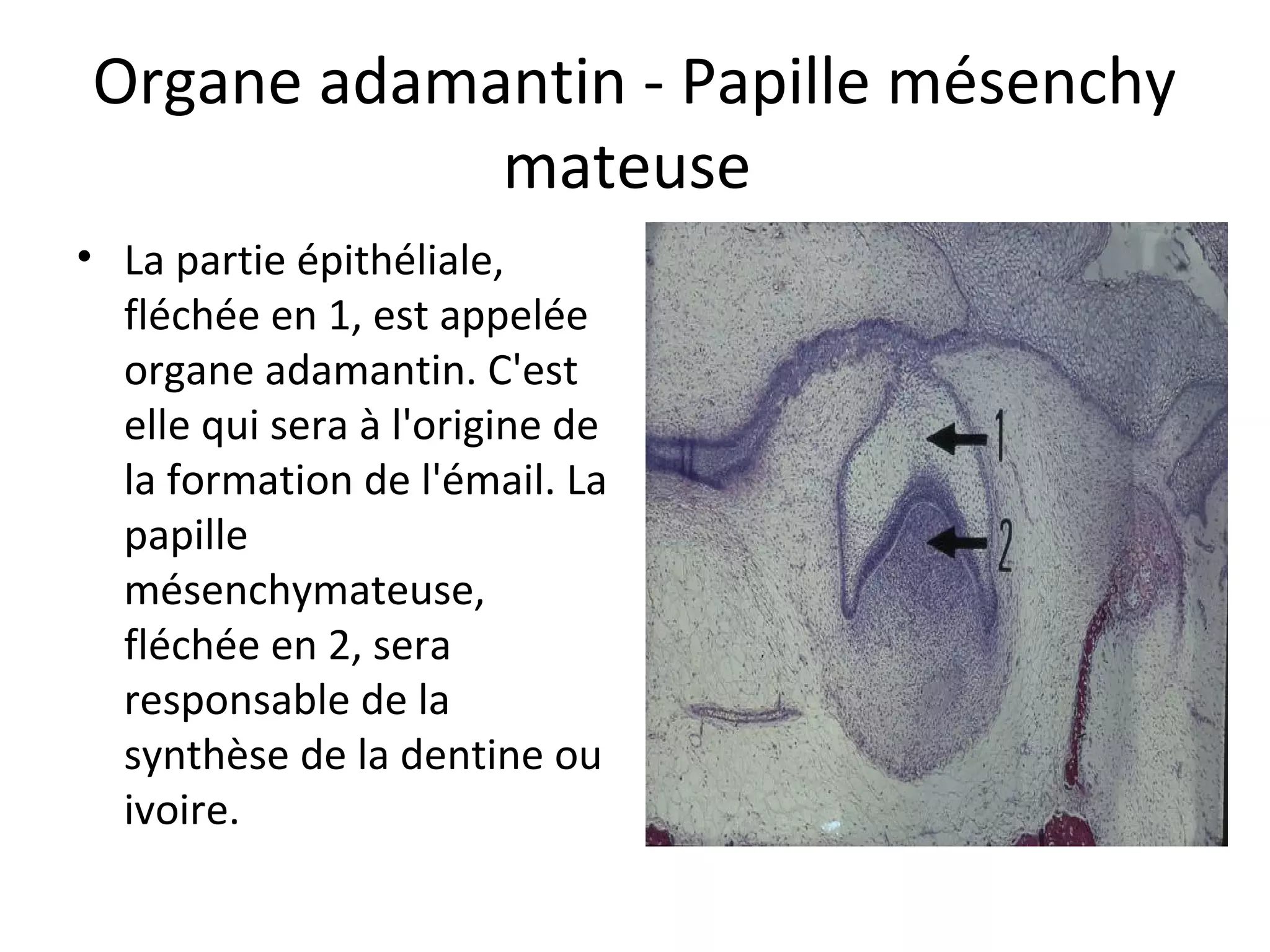 Organe adamantin - Papille mésenchy
mateuse 
• La partie épithéliale, 
fléchée en 1, est appelée 
organe adamantin. C'est 
elle qui sera à l'origine de 
la formation de l'émail. La 
papille 
mésenchymateuse, 
fléchée en 2, sera 
responsable de la 
synthèse de la dentine ou 
ivoire.  
 