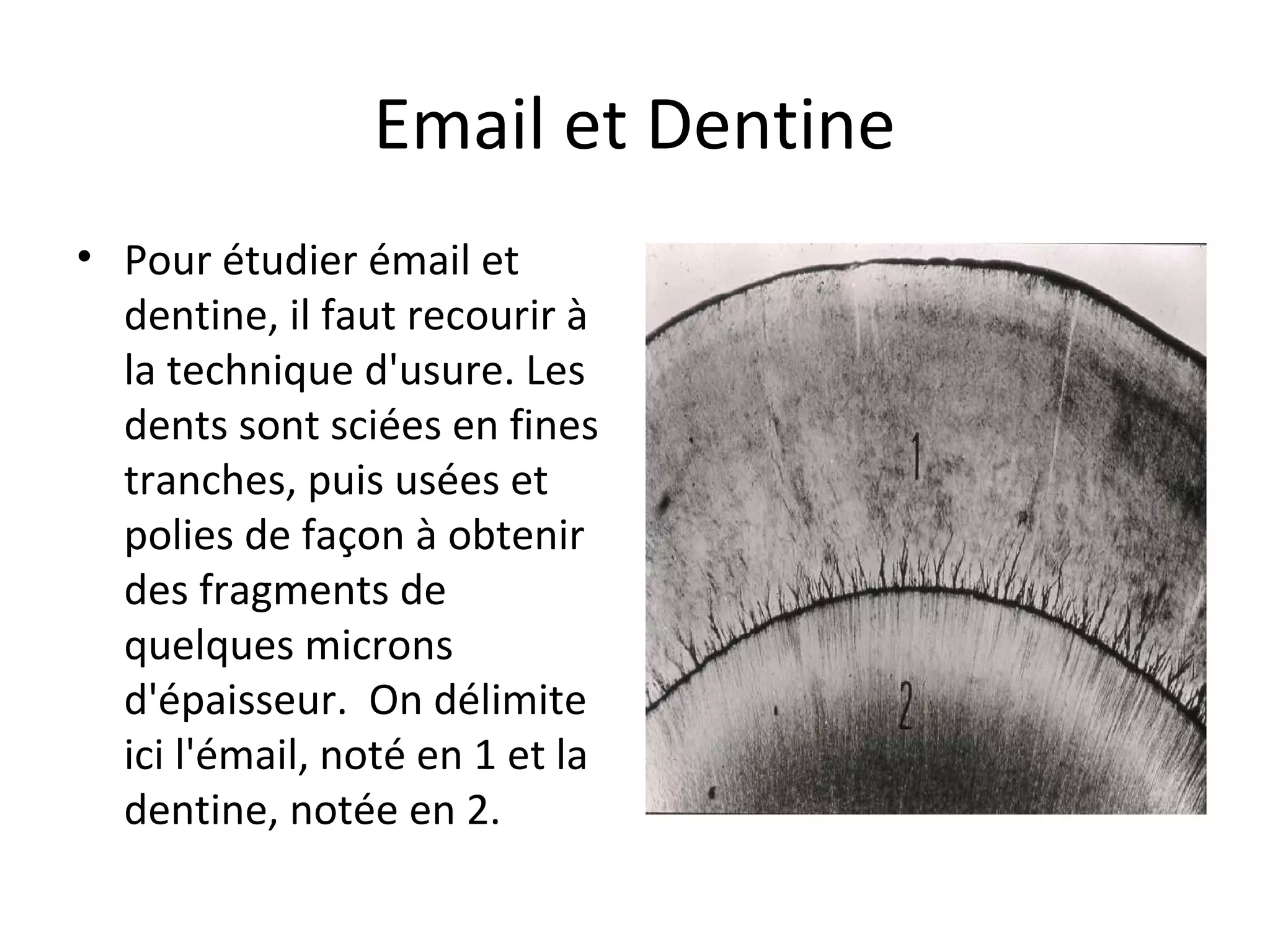 Email et Dentine
• Pour étudier émail et
dentine, il faut recourir à
la technique d'usure. Les
dents sont sciées en fines
tranches, puis usées et
polies de façon à obtenir
des fragments de
quelques microns
d'épaisseur. On délimite
ici l'émail, noté en 1 et la
dentine, notée en 2.
 