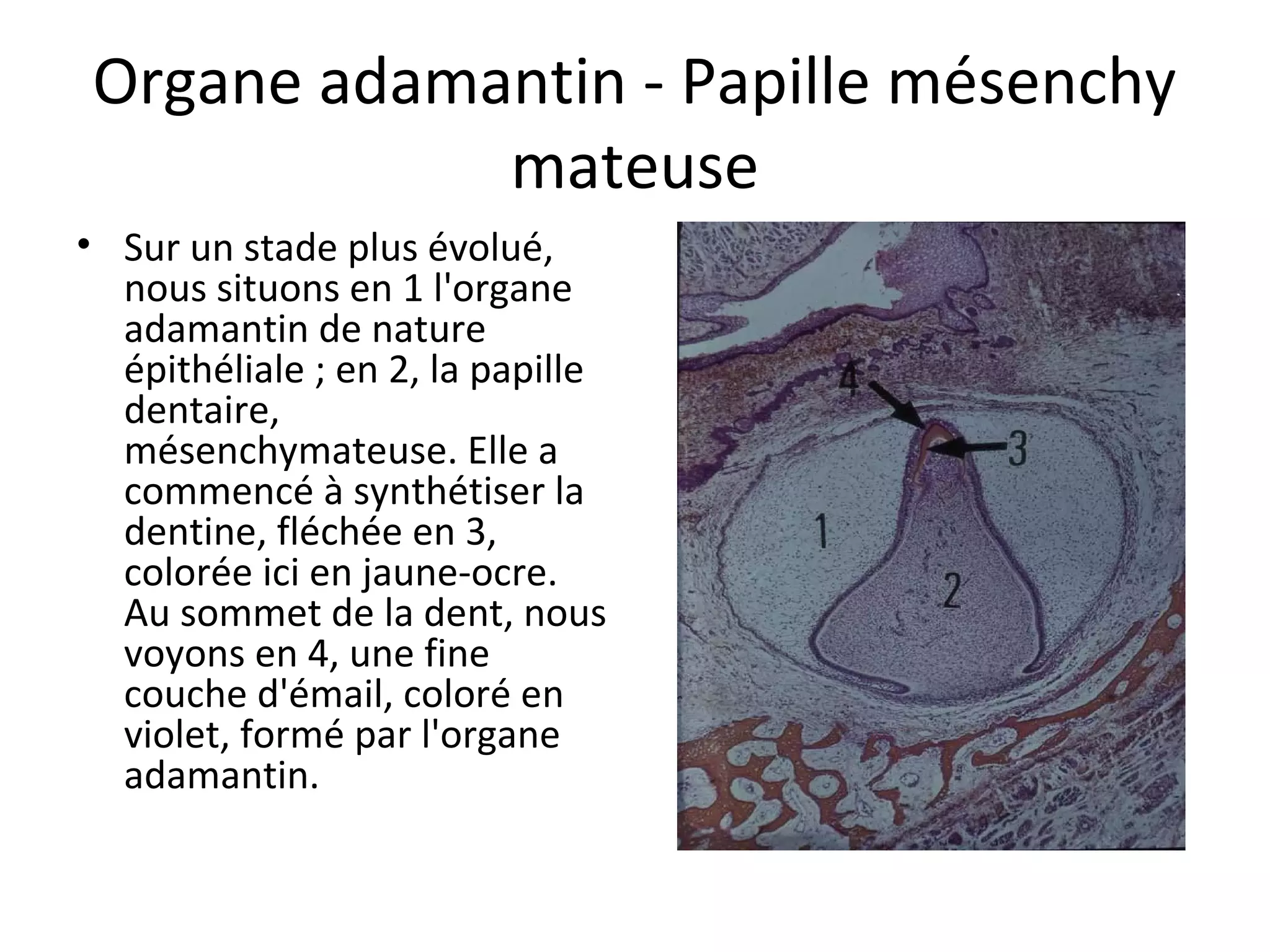 Organe adamantin - Papille mésenchy
mateuse
• Sur un stade plus évolué, 
nous situons en 1 l'organe 
adamantin de nature 
épithéliale ; en 2, la papille 
dentaire, 
mésenchymateuse. Elle a 
commencé à synthétiser la 
dentine, fléchée en 3, 
colorée ici en jaune-ocre. 
Au sommet de la dent, nous 
voyons en 4, une fine 
couche d'émail, coloré en 
violet, formé par l'organe 
adamantin.  
 