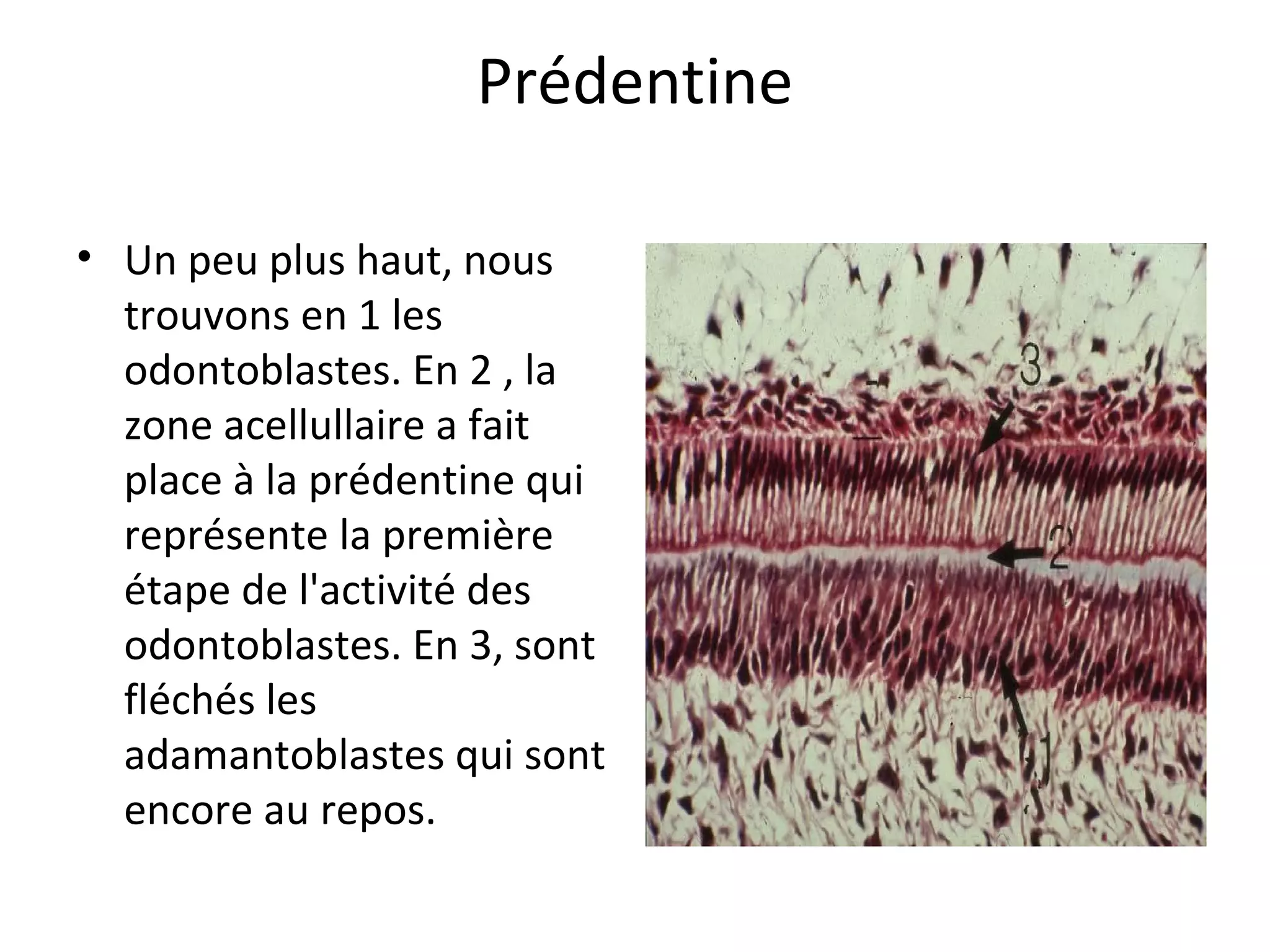 Prédentine
• Un peu plus haut, nous 
trouvons en 1 les 
odontoblastes. En 2 , la 
zone acellullaire a fait 
place à la prédentine qui 
représente la première 
étape de l'activité des 
odontoblastes. En 3, sont 
fléchés les 
adamantoblastes qui sont 
encore au repos.  
 