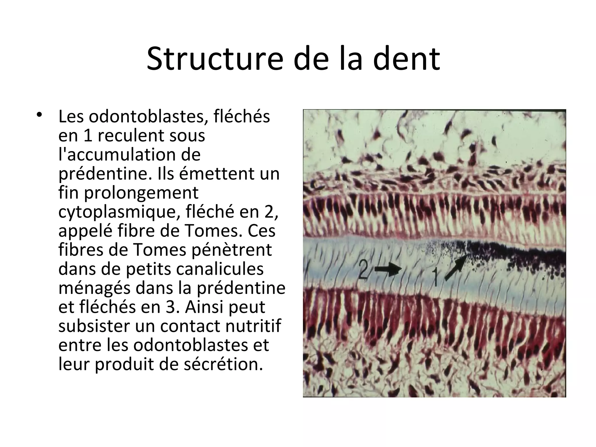 Structure de la dent 
• Les odontoblastes, fléchés 
en 1 reculent sous 
l'accumulation de 
prédentine. Ils émettent un 
fin prolongement 
cytoplasmique, fléché en 2, 
appelé fibre de Tomes. Ces 
fibres de Tomes pénètrent 
dans de petits canalicules 
ménagés dans la prédentine 
et fléchés en 3. Ainsi peut 
subsister un contact nutritif 
entre les odontoblastes et 
leur produit de sécrétion.  
 