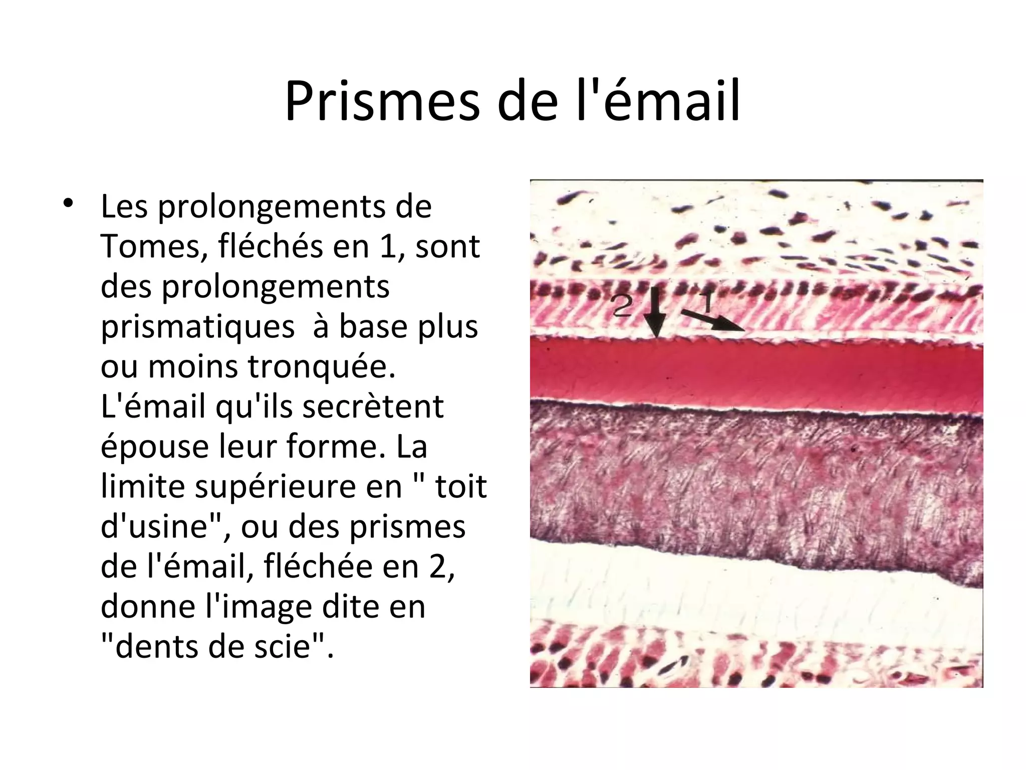 Prismes de l'émail
• Les prolongements de
Tomes, fléchés en 1, sont
des prolongements
prismatiques à base plus
ou moins tronquée.
L'émail qu'ils secrètent
épouse leur forme. La
limite supérieure en " toit
d'usine", ou des prismes
de l'émail, fléchée en 2,
donne l'image dite en
"dents de scie".
 