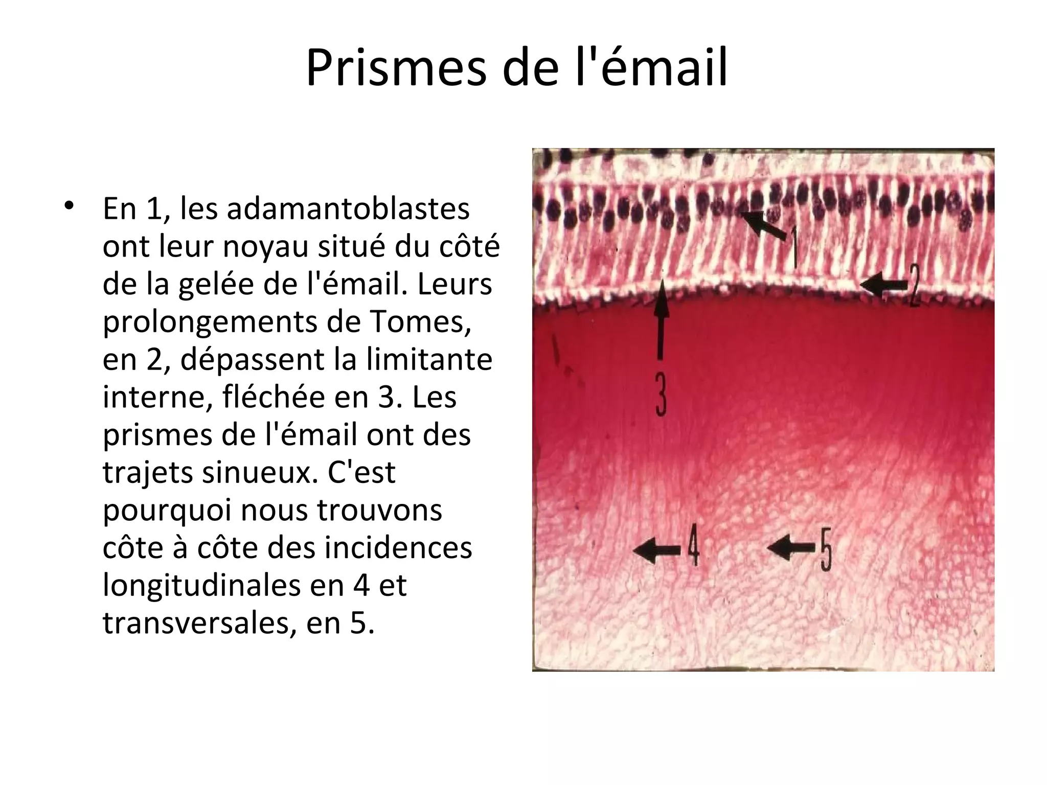Prismes de l'émail
• En 1, les adamantoblastes
ont leur noyau situé du côté
de la gelée de l'émail. Leurs
prolongements de Tomes,
en 2, dépassent la limitante
interne, fléchée en 3. Les
prismes de l'émail ont des
trajets sinueux. C'est
pourquoi nous trouvons
côte à côte des incidences
longitudinales en 4 et
transversales, en 5.
 
