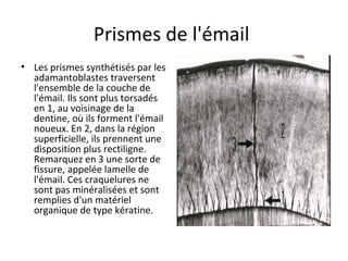 Prismes de l'émail
• Les prismes synthétisés par les
adamantoblastes traversent
l'ensemble de la couche de
l'émail. Ils sont plus torsadés
en 1, au voisinage de la
dentine, où ils forment l'émail
noueux. En 2, dans la région
superficielle, ils prennent une
disposition plus rectiligne.
Remarquez en 3 une sorte de
fissure, appelée lamelle de
l'émail. Ces craquelures ne
sont pas minéralisées et sont
remplies d'un matériel
organique de type kératine.
 