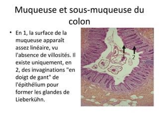 Muqueuse et sous-muqueuse du 
colon
• En 1, la surface de la 
muqueuse apparaît 
assez linéaire, vu 
l'absence de villosités. Il 
existe uniquement, en 
2, des invaginations "en 
doigt de gant" de 
l'épithélium pour 
former les glandes de 
Lieberkühn. 
 