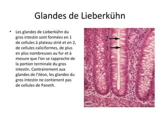 Glandes de Lieberkühn
• Les glandes de Lieberkühn du 
gros intestin sont formées en 1 
de cellules à plateau strié et en 2, 
de cellules caliciformes, de plus 
en plus nombreuses au fur et à 
mesure que l'on se rapproche de 
la portion terminale du gros 
intestin. Contrairement aux 
glandes de l'iléon, les glandes du 
gros intestin ne contienent pas 
de cellules de Paneth.  
 