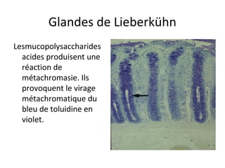 Glandes de Lieberkühn
Lesmucopolysaccharides 
acides produisent une 
réaction de 
métachromasie. Ils 
provoquent le virage 
métachromatique du 
bleu de toluidine en 
violet. 
 