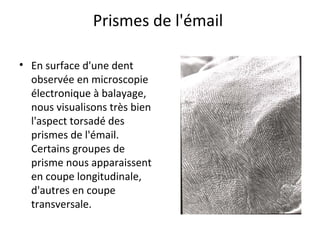 Prismes de l'émail
• En surface d'une dent
observée en microscopie
électronique à balayage,
nous visualisons très bien
l'aspect torsadé des
prismes de l'émail.
Certains groupes de
prisme nous apparaissent
en coupe longitudinale,
d'autres en coupe
transversale.
 