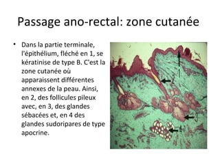 Passage ano-rectal: zone cutanée 
• Dans la partie terminale, 
l'épithélium, fléché en 1, se 
kératinise de type B. C'est la 
zone cutanée où 
apparaissent différentes 
annexes de la peau. Ainsi, 
en 2, des follicules pileux 
avec, en 3, des glandes 
sébacées et, en 4 des 
glandes sudoripares de type 
apocrine. 
 