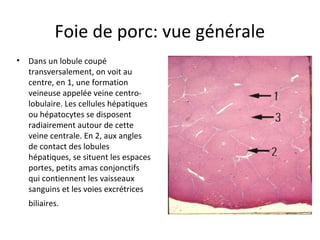 Foie de porc: vue générale
• Dans un lobule coupé 
transversalement, on voit au 
centre, en 1, une formation 
veineuse appelée veine centro-
lobulaire. Les cellules hépatiques 
ou hépatocytes se disposent 
radiairement autour de cette 
veine centrale. En 2, aux angles 
de contact des lobules 
hépatiques, se situent les espaces 
portes, petits amas conjonctifs 
qui contiennent les vaisseaux 
sanguins et les voies excrétrices 
biliaires.  
 