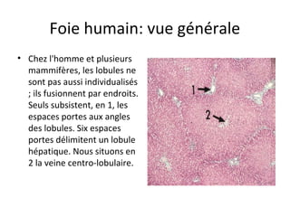 Foie humain: vue générale
• Chez l'homme et plusieurs 
mammifères, les lobules ne 
sont pas aussi individualisés 
; ils fusionnent par endroits. 
Seuls subsistent, en 1, les 
espaces portes aux angles 
des lobules. Six espaces 
portes délimitent un lobule 
hépatique. Nous situons en 
2 la veine centro-lobulaire.  
 