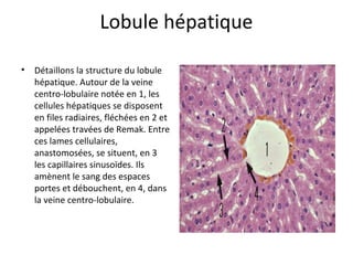 Lobule hépatique
• Détaillons la structure du lobule 
hépatique. Autour de la veine 
centro-lobulaire notée en 1, les 
cellules hépatiques se disposent 
en files radiaires, fléchées en 2 et 
appelées travées de Remak. Entre 
ces lames cellulaires, 
anastomosées, se situent, en 3 
les capillaires sinusoïdes. Ils 
amènent le sang des espaces 
portes et débouchent, en 4, dans 
la veine centro-lobulaire.  
 