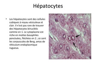 Hépatocytes
• Les hépatocytes sont des cellules 
cubiques à noyau vésiculeux et 
clair. Il n'est pas rare de trouver 
des hépatocytes binucléés 
comme en 1. Le cytoplasme est 
riche en mottes basophiles 
ponctuées, fléchées en 2 ; ce sont 
les corpuscules de Berg, amas de 
réticulum endoplasmique 
rugueux.  
 