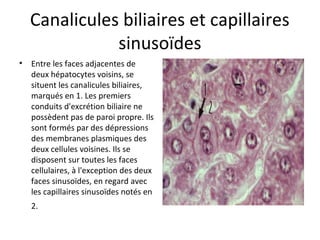 Canalicules biliaires et capillaires 
sinusoïdes
• Entre les faces adjacentes de 
deux hépatocytes voisins, se 
situent les canalicules biliaires, 
marqués en 1. Les premiers 
conduits d'excrétion biliaire ne 
possèdent pas de paroi propre. Ils 
sont formés par des dépressions 
des membranes plasmiques des 
deux cellules voisines. Ils se 
disposent sur toutes les faces 
cellulaires, à l'exception des deux 
faces sinusoïdes, en regard avec 
les capillaires sinusoïdes notés en 
2.  
 