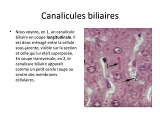 Canalicules biliaires
• Nous voyons, en 1, un canalicule 
biliaire en coupe longitudinale. Il 
est donc ménagé entre la cellule 
sous-jacente, visible sur la section 
et celle qui lui était superposée. 
En coupe transversale, en 2, le 
canalicule biliaire apparaît 
comme un petit cercle rouge au 
centre des membranes 
cellulaires.  
 
