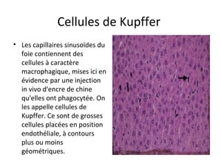 Cellules de Kupffer 
• Les capillaires sinusoïdes du 
foie contiennent des 
cellules à caractère 
macrophagique, mises ici en 
évidence par une injection 
in vivo d'encre de chine 
qu'elles ont phagocytée. On 
les appelle cellules de 
Kupffer. Ce sont de grosses 
cellules placées en position 
endothéliale, à contours 
plus ou moins 
géométriques.  
 