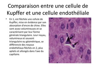 Comparaison entre une cellule de 
Kupffer et une cellule endothéliale
• En 1, est fléchée une cellule de 
Kupffer, mise en évidence par son 
absorption d'encre de chine. Elles 
sont assez volumineuses et se 
caractérisent par leur forme 
générale triangulaire. Leur noyau, 
volumineux et souvent 
triangulaire ou géométrique, se 
différencie des noyaux 
endothéliaux fléchés en 2, plus 
aplatis et allongés dans l'axe du 
capillaire. 
 