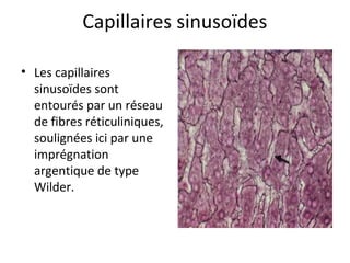 Capillaires sinusoïdes
• Les capillaires 
sinusoïdes sont 
entourés par un réseau 
de fibres réticuliniques, 
soulignées ici par une 
imprégnation 
argentique de type 
Wilder.  
 