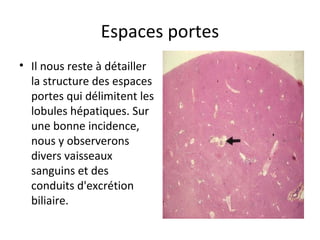 Espaces portes
• Il nous reste à détailler 
la structure des espaces 
portes qui délimitent les 
lobules hépatiques. Sur 
une bonne incidence, 
nous y observerons 
divers vaisseaux 
sanguins et des 
conduits d'excrétion 
biliaire.  
 