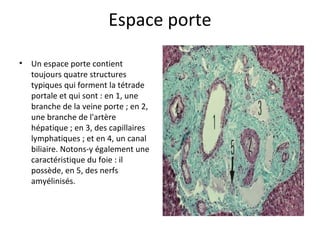 Espace porte
• Un espace porte contient 
toujours quatre structures 
typiques qui forment la tétrade 
portale et qui sont : en 1, une 
branche de la veine porte ; en 2, 
une branche de l'artère 
hépatique ; en 3, des capillaires 
lymphatiques ; et en 4, un canal 
biliaire. Notons-y également une 
caractéristique du foie : il 
possède, en 5, des nerfs 
amyélinisés.  
 