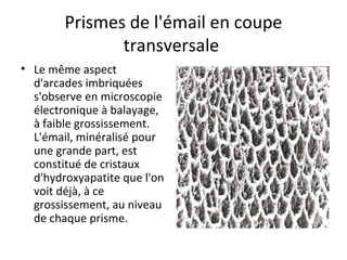 Prismes de l'émail en coupe
transversale
• Le même aspect
d'arcades imbriquées
s'observe en microscopie
électronique à balayage,
à faible grossissement.
L'émail, minéralisé pour
une grande part, est
constitué de cristaux
d'hydroxyapatite que l'on
voit déjà, à ce
grossissement, au niveau
de chaque prisme.
 