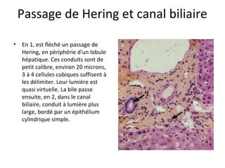 Passage de Hering et canal biliaire
• En 1, est fléché un passage de 
Hering, en périphérie d'un lobule 
hépatique. Ces conduits sont de 
petit calibre, environ 20 microns, 
3 à 4 cellules cubiques suffisent à 
les délimiter. Leur lumière est 
quasi virtuelle. La bile passe 
ensuite, en 2, dans le canal 
biliaire, conduit à lumière plus 
large, bordé par un épithélium 
cylindrique simple.  
 