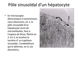 Pôle sinusoïdal d'un hépatocyte
• En microscopie 
électronique à transmission, 
nous observons, en 1, le 
pôle sinusoïdal d'un 
hépatocyte muni de 
microvillosités, face à 
l'espace de Disse, fléché en 
2. En 3, se localise la 
lumière d' un capillaire 
sinusoïde. L'endothélium 
qui le délimite, en 4, est 
discontinu. 
 
