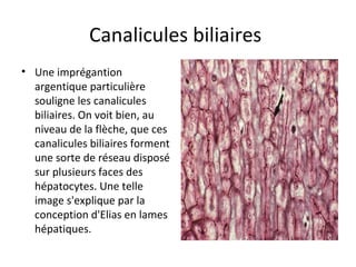 Canalicules biliaires 
• Une imprégantion 
argentique particulière 
souligne les canalicules 
biliaires. On voit bien, au 
niveau de la flèche, que ces 
canalicules biliaires forment 
une sorte de réseau disposé 
sur plusieurs faces des 
hépatocytes. Une telle 
image s'explique par la 
conception d'Elias en lames 
hépatiques.  
 