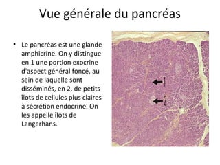 Vue générale du pancréas
• Le pancréas est une glande 
amphicrine. On y distingue 
en 1 une portion exocrine 
d'aspect général foncé, au 
sein de laquelle sont 
disséminés, en 2, de petits 
îlots de cellules plus claires 
à sécrétion endocrine. On 
les appelle îlots de 
Langerhans. 
 