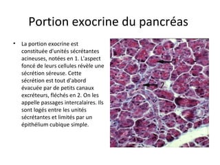 Portion exocrine du pancréas 
• La portion exocrine est 
constituée d'unités sécrétantes 
acineuses, notées en 1. L'aspect 
foncé de leurs cellules révèle une 
sécrétion séreuse. Cette 
sécrétion est tout d'abord 
évacuée par de petits canaux 
excréteurs, fléchés en 2. On les 
appelle passages intercalaires. Ils 
sont logés entre les unités 
sécrétantes et limités par un 
épithélium cubique simple.  
 