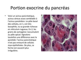 Portion exocrine du pancréas 
• Voici un acinus pancréatique, 
acinus séreux assez semblable à 
l'acinus parotidien. Le pôle basal 
des cellules, en 1, est très 
basophile, vu sa grande richesse 
en réticulum rugueux. En 2, les 
grains de zymogène s'accumulent 
au pôle apical. Signalons 
toutefois une différence avec la 
parotide: l'acinus pancréatique 
n'est pas entouré de cellules 
myo-épithéliales. De plus, sa 
forme est souvent plus 
irrégulière. 
 