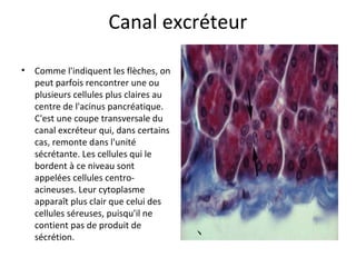 Canal excréteur
• Comme l'indiquent les flèches, on 
peut parfois rencontrer une ou 
plusieurs cellules plus claires au 
centre de l'acinus pancréatique. 
C'est une coupe transversale du 
canal excréteur qui, dans certains 
cas, remonte dans l'unité 
sécrétante. Les cellules qui le 
bordent à ce niveau sont 
appelées cellules centro-
acineuses. Leur cytoplasme 
apparaît plus clair que celui des 
cellules séreuses, puisqu'il ne 
contient pas de produit de 
sécrétion.  
 