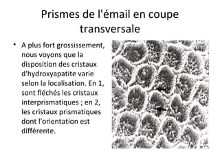 Prismes de l'émail en coupe
transversale
• A plus fort grossissement,
nous voyons que la
disposition des cristaux
d'hydroxyapatite varie
selon la localisation. En 1,
sont fléchés les cristaux
interprismatiques ; en 2,
les cristaux prismatiques
dont l'orientation est
différente.
 
