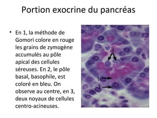 Portion exocrine du pancréas
• En 1, la méthode de 
Gomori colore en rouge 
les grains de zymogène 
accumulés au pôle 
apical des cellules 
séreuses. En 2, le pôle 
basal, basophile, est 
coloré en bleu. On 
observe au centre, en 3, 
deux noyaux de cellules 
centro-acineuses. 
 