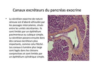 Canaux excréteurs du pancréas exocrine
• La sécrétion exocrine de nature 
séreuse est d'abord véhiculée par 
les passages intercalaires, situés 
entre les unités sécrétantes. Ils 
sont limités par un épithélium 
pavimenteux ou cubique simple. 
La sécrétion passera ensuite dans 
des canaux excréteurs plus 
importants, comme celui fléché . 
Les canaux à lumière plus large 
sont logés dans les cloisons 
conjonctives et sont limités par 
un épithélium cylindrique simple. 
 