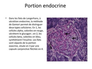 Portion endocrine 
• Dans les îlots de Langerhans, à 
sécrétion endocrine, la méthode 
de Gomori permet de distinguer 
deux types cellulaires. En 1, les 
cellules alpha, colorées en rouge, 
sécrètent le glucagon ; en 2, les 
cellules beta, colorées en bleu, 
synthétisent l'insuline. Les îlots 
sont séparés de la portion 
exocrine, située en 3 par une 
capsule conjonctive fléchée en 4.  
 
 