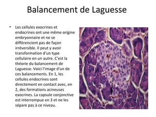 Balancement de Laguesse 
• Les cellules exocrines et 
endocrines ont une même origine 
embryonnaire et ne se 
différencient pas de façon 
irréversible. Il peut y avoir 
transformation d'un type 
cellulaire en un autre. C'est la 
théorie du balancement de 
Laguesse. Voici l'image d'un de 
ces balancements. En 1, les 
cellules endocrines sont 
directement en contact avec, en 
2, des formations acineuses 
exocrines. La capsule conjonctive 
est interrompue en 3 et ne les 
sépare pas à ce niveau. 
 