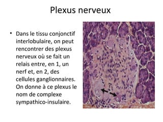 Plexus nerveux 
• Dans le tissu conjonctif 
interlobulaire, on peut 
rencontrer des plexus 
nerveux où se fait un 
relais entre, en 1, un 
nerf et, en 2, des 
cellules ganglionnaires. 
On donne à ce plexus le 
nom de complexe 
sympathico-insulaire. 
 