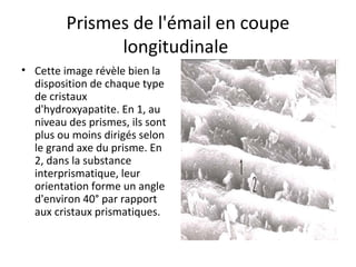 Prismes de l'émail en coupe
longitudinale
• Cette image révèle bien la
disposition de chaque type
de cristaux
d'hydroxyapatite. En 1, au
niveau des prismes, ils sont
plus ou moins dirigés selon
le grand axe du prisme. En
2, dans la substance
interprismatique, leur
orientation forme un angle
d'environ 40° par rapport
aux cristaux prismatiques.
 