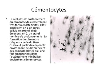 Cémentocytes
• Les cellules de l'ostéocément
ou cémentocytes ressemblent
très fort aux ostéocytes. Elles
possèdent en 1 un corps
cellulaire arrondi d'où
émanent, en 2, un grand
nombre de prolongements. La
formation du cément se
calque sur celle du tissu
osseux. A partir du conjonctif
environnant, se différencient
des cémentoblastes qui, une
fois emprisonnés dans
l'ostéocément minéralisé,
deviennent cémentocytes.
 