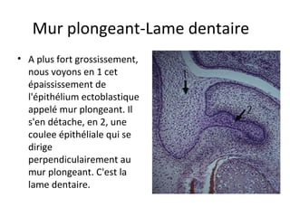 Mur plongeant-Lame dentaire
• A plus fort grossissement,
nous voyons en 1 cet
épaississement de
l'épithélium ectoblastique
appelé mur plongeant. Il
s'en détache, en 2, une
coulee épithéliale qui se
dirige
perpendiculairement au
mur plongeant. C'est la
lame dentaire.
 