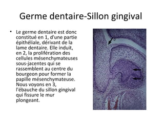 Germe dentaire-Sillon gingival
• Le germe dentaire est donc
constitué en 1, d'une partie
épithéliale, dérivant de la
lame dentaire. Elle induit,
en 2, la prolifération des
cellules mésenchymateuses
sous-jacentes qui se
rassemblent au centre du
bourgeon pour former la
papille mésenchymateuse.
Nous voyons en 3,
l'ébauche du sillon gingival
qui fissure le mur
plongeant.
 