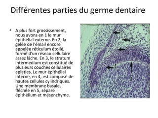 Différentes parties du germe dentaire
• A plus fort grossissement,
nous avons en 1 le mur
épithélial externe. En 2, la
gelée de l'émail encore
appelée réticulum étoilé,
formé d'un réseau cellulaire
assez lâche. En 3, le stratum
intermedium est constitué de
plusieurs couches cellulaires
aplaties. Le mur épithélial
interne, en 4, est composé de
hautes cellules cylindriques.
Une membrane basale,
fléchée en 5, sépare
épithélium et mésenchyme.
 