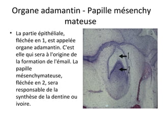 Organe adamantin - Papille mésenchy
mateuse
• La partie épithéliale,
fléchée en 1, est appelée
organe adamantin. C'est
elle qui sera à l'origine de
la formation de l'émail. La
papille
mésenchymateuse,
fléchée en 2, sera
responsable de la
synthèse de la dentine ou
ivoire.
 
