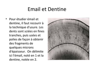 Email et Dentine
• Pour étudier émail et
dentine, il faut recourir à
la technique d'usure. Les
dents sont sciées en fines
tranches, puis usées et
polies de façon à obtenir
des fragments de
quelques microns
d'épaisseur. On délimite
ici l'émail, noté en 1 et la
dentine, notée en 2.
 